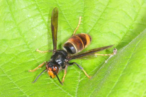 Vespa velutina
